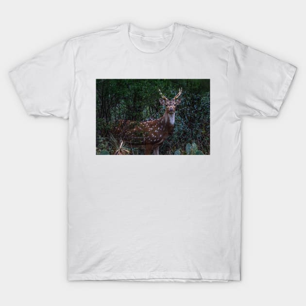 Axis Deer - Chital - Spotted Deer T-Shirt by Debra Martz